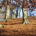 Wald im November