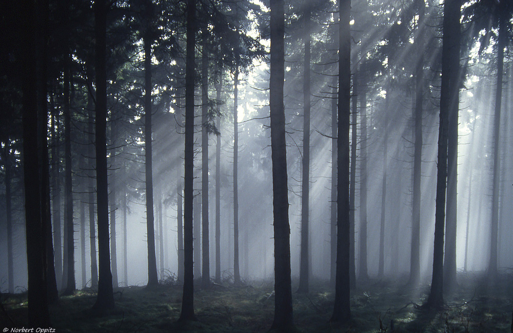 Wald im Novembernebel