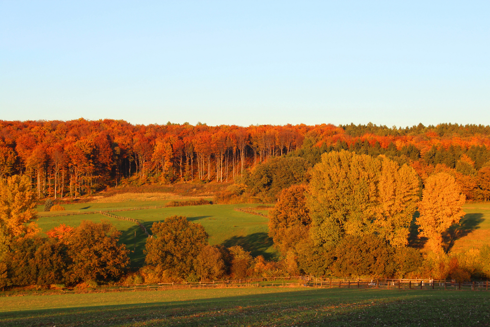 Wald im Oktober