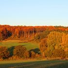 Wald im Oktober