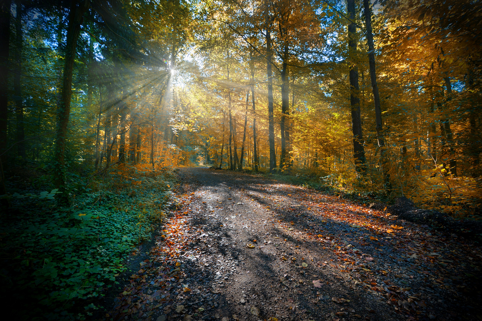 Wald im Oktober