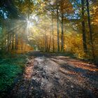 Wald im Oktober