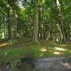 Wald im Ostseeheilbad Graal-Müritz