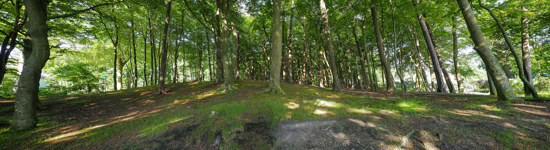 Wald im Ostseeheilbad Graal-Müritz