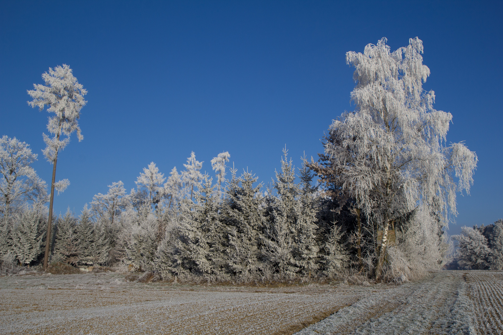 Wald im Raureif