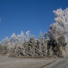 Wald im Raureif