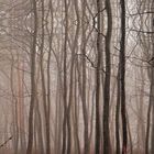 Wald im Regen