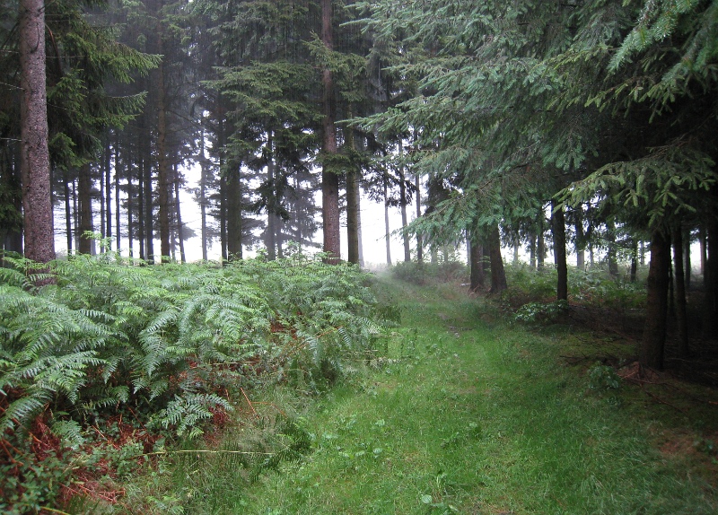 Wald im Regen - Regen im Wald