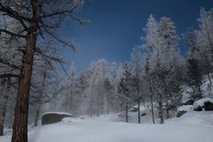 Wald im Saastal