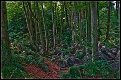 Wald im Sauerland