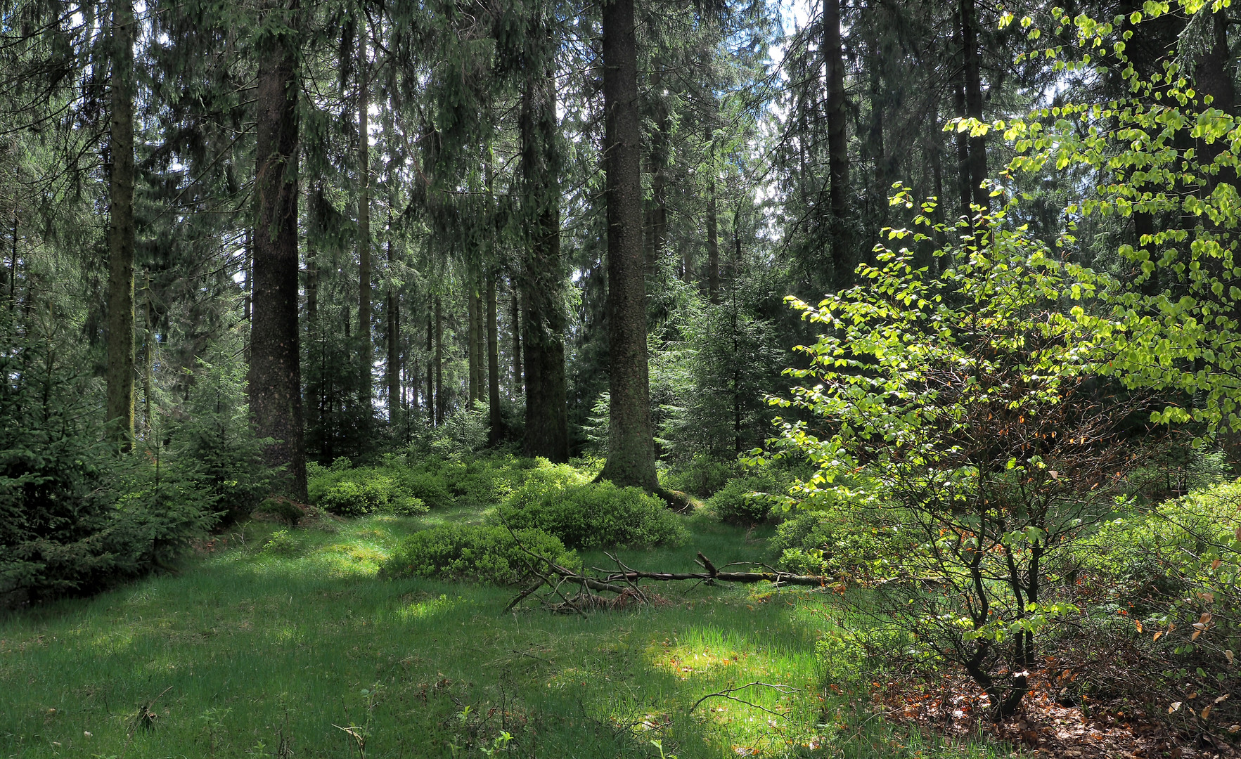 Wald im Sauerland