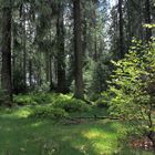 Wald im Sauerland