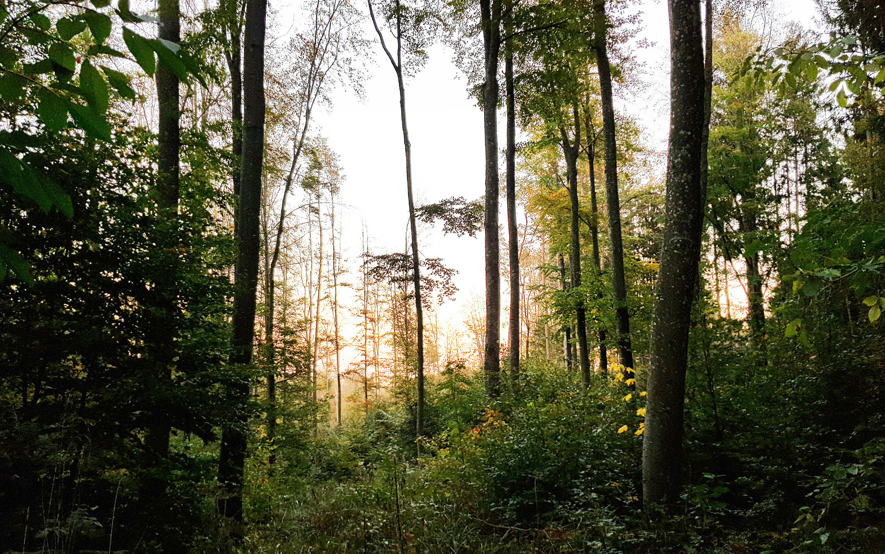 Wald im Schatten   