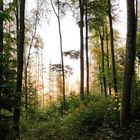 Wald im Schatten   