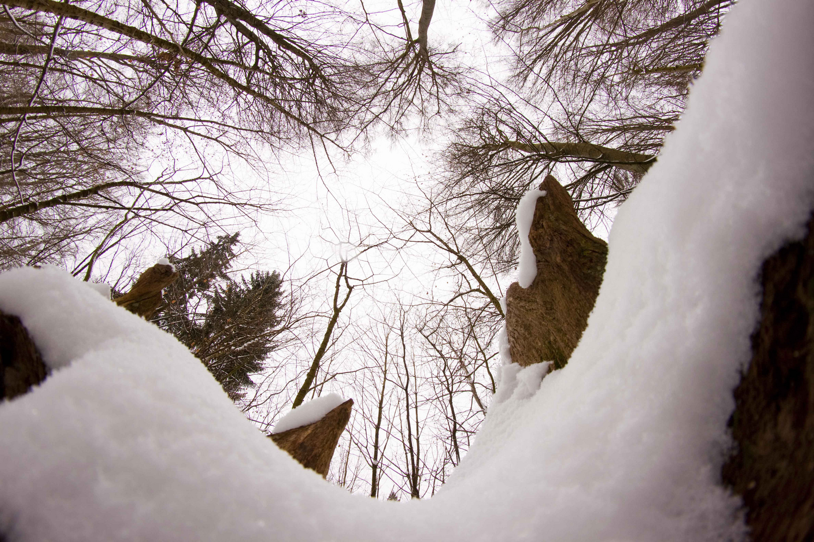 Wald im Schnee