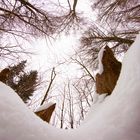 Wald im Schnee