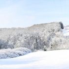 Wald im Schnee...