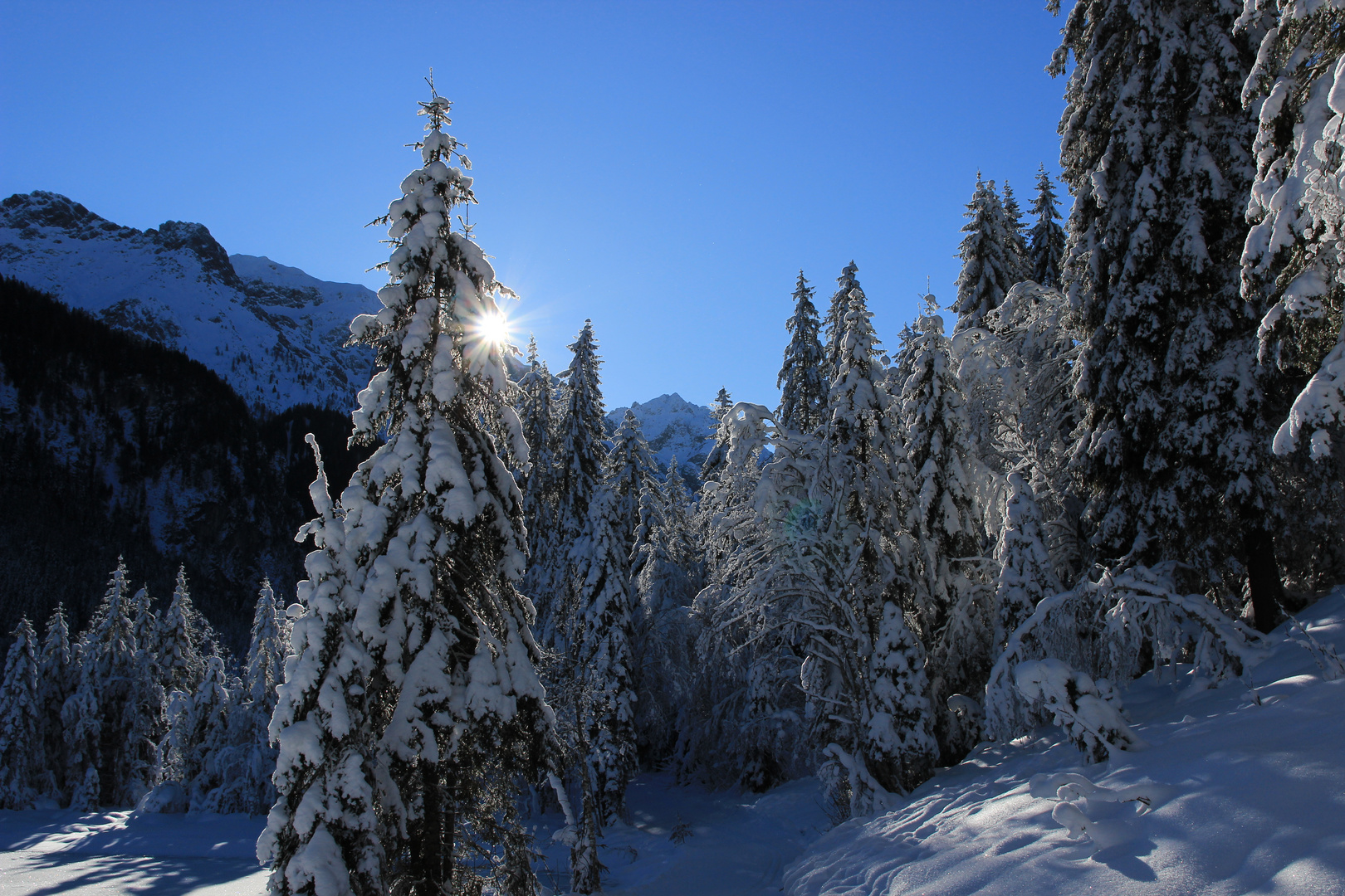 Wald im Schnee