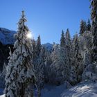 Wald im Schnee