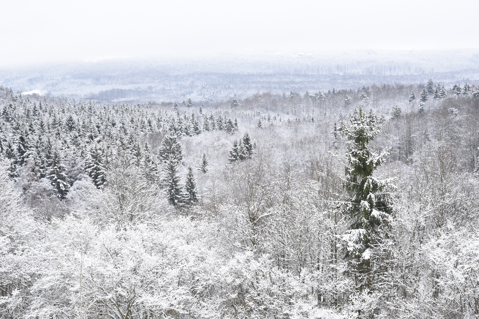 Wald im Schnee