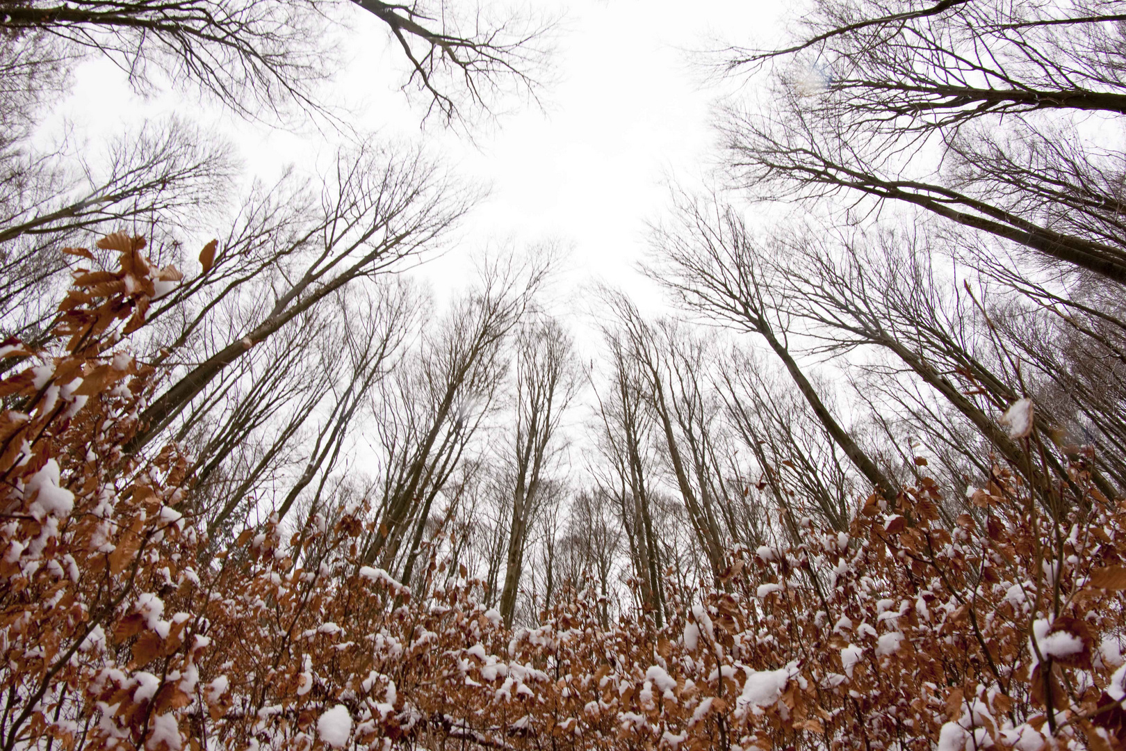 Wald im Schnee_2