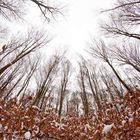 Wald im Schnee_2