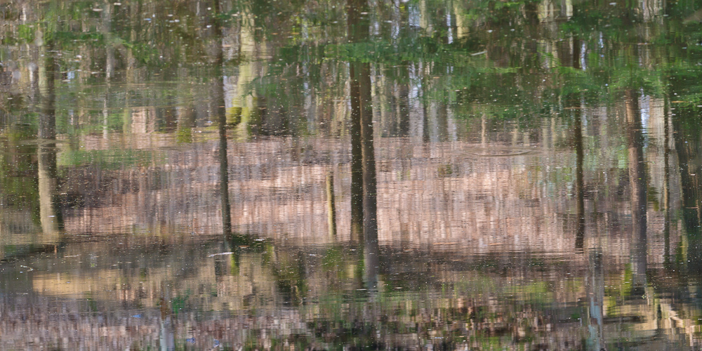 Wald im See