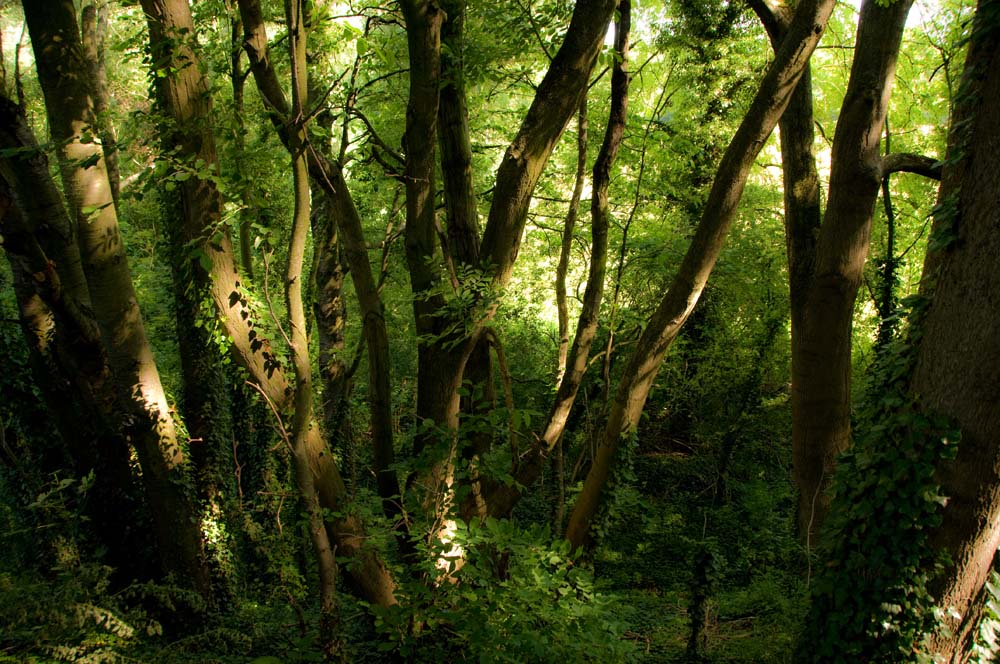 Wald im Selztal