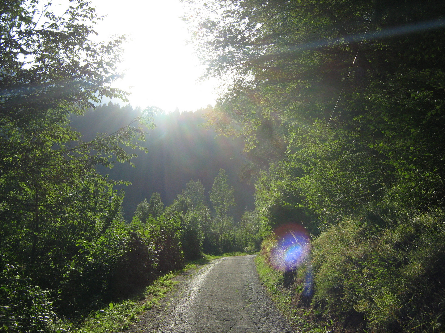 Wald im Sommer