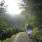 Wald im Sommer