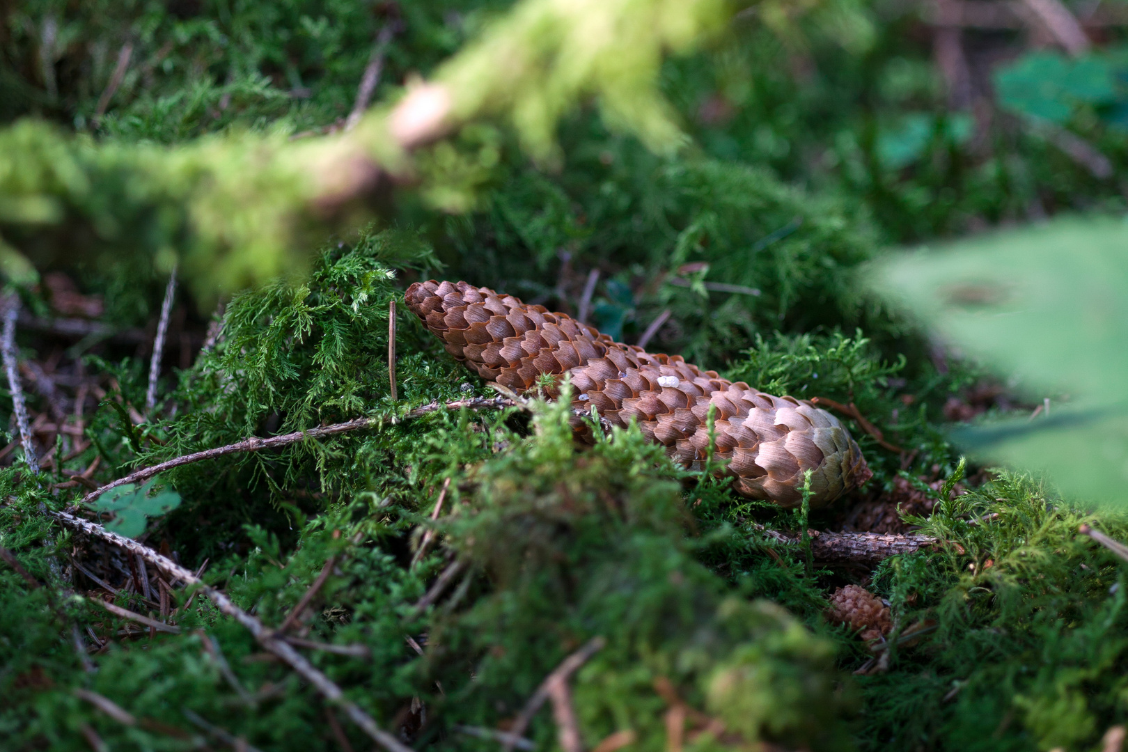 Wald im Sommer