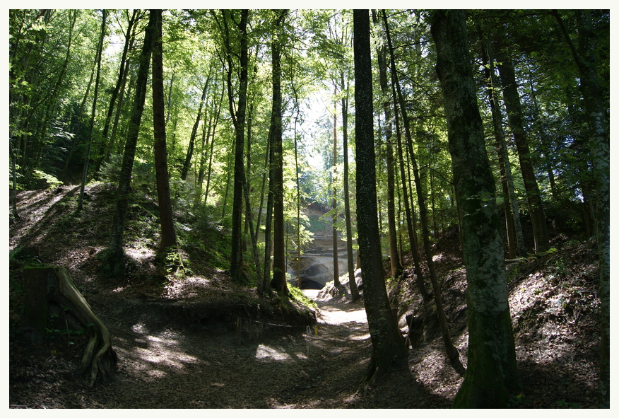 Wald im Sommer