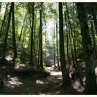 Wald im Sommer