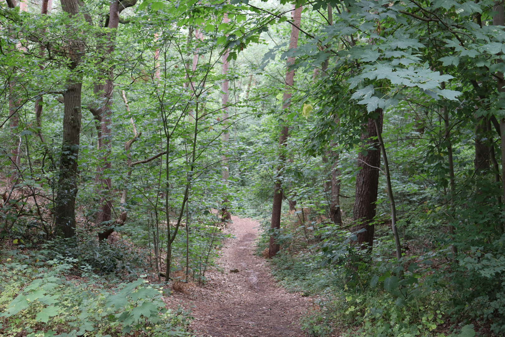 Wald im Sommer