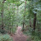 Wald im Sommer