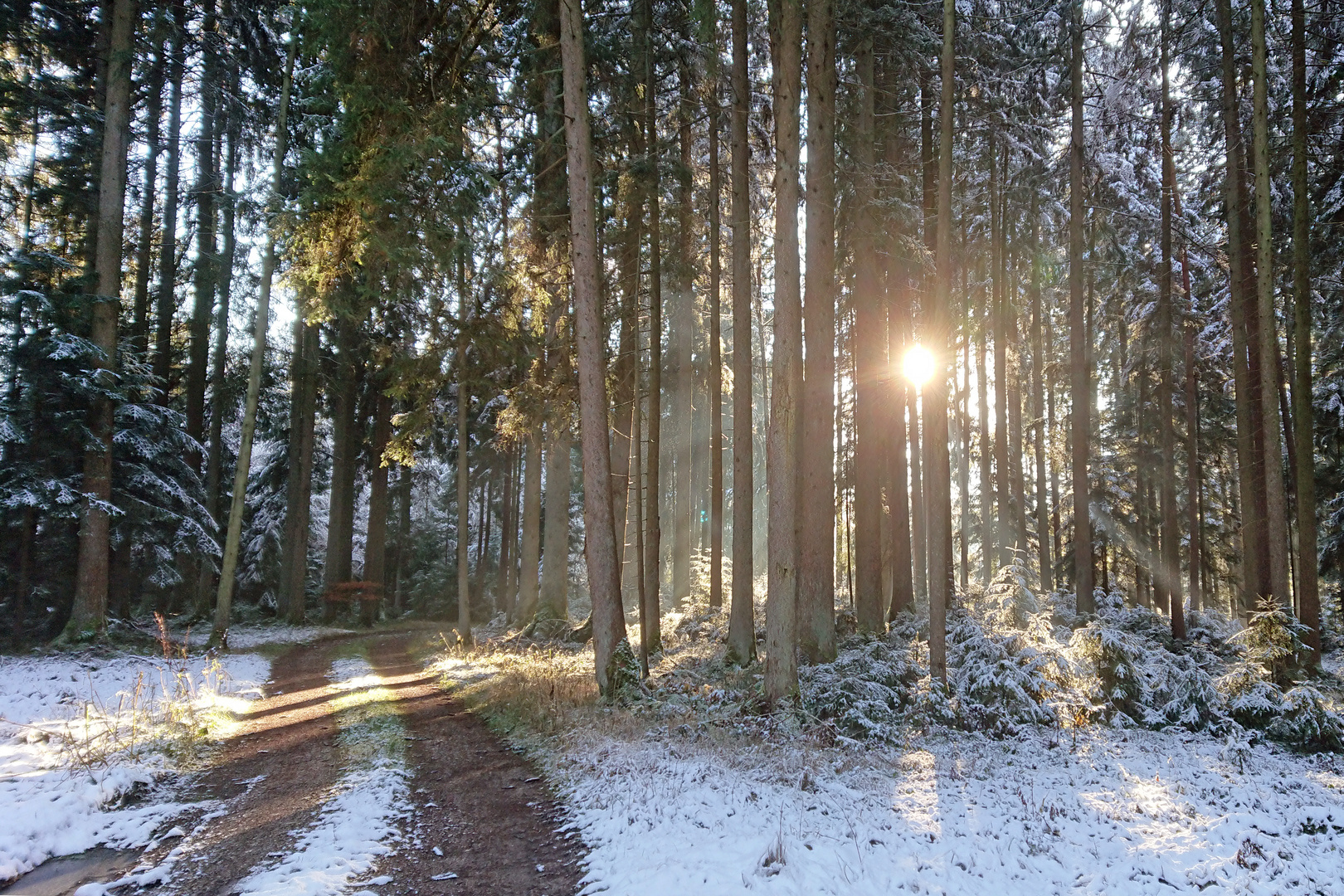 wald im Sonnenlicht