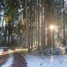 wald im Sonnenlicht