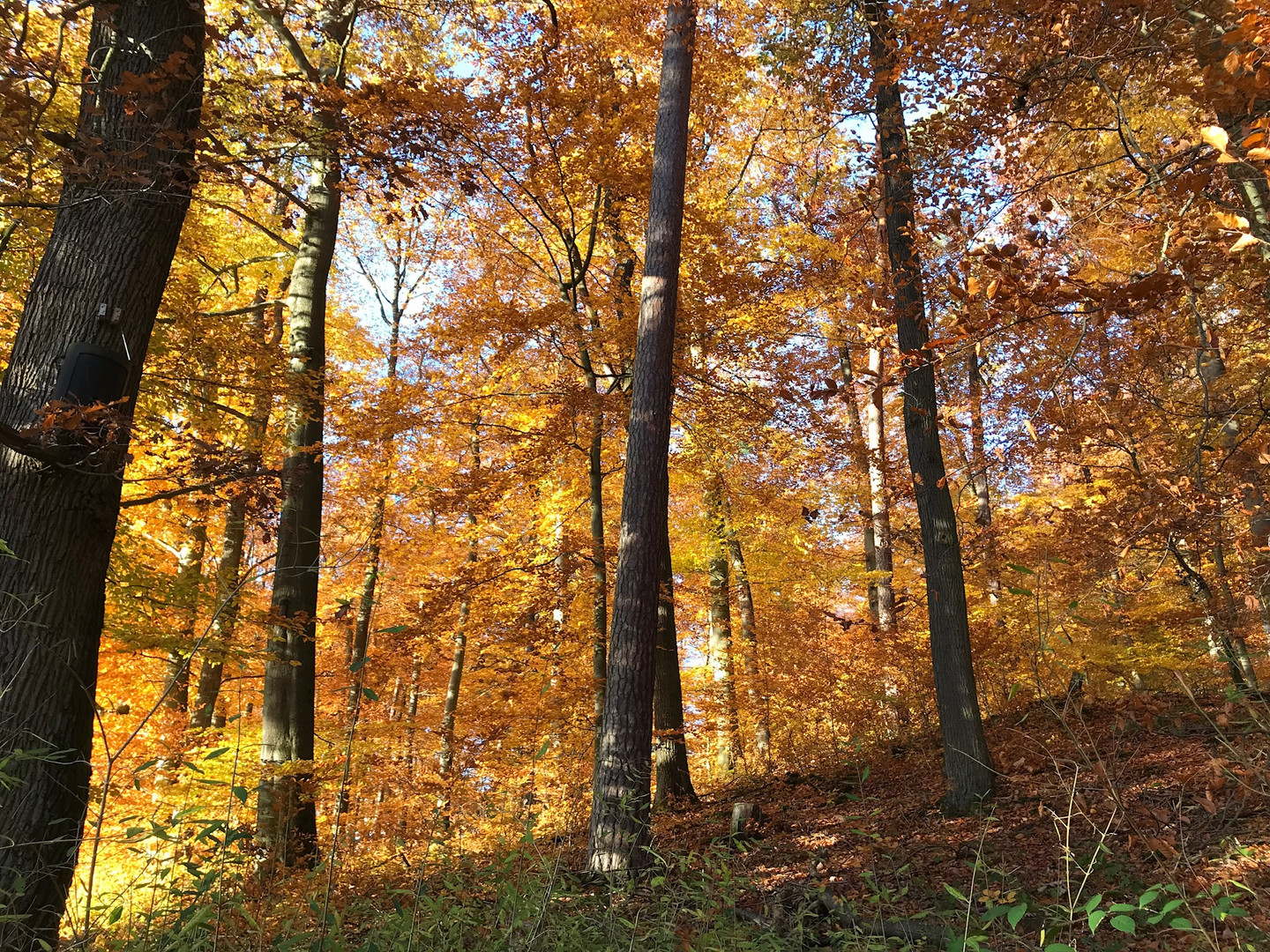 Wald im Sonnenlicht