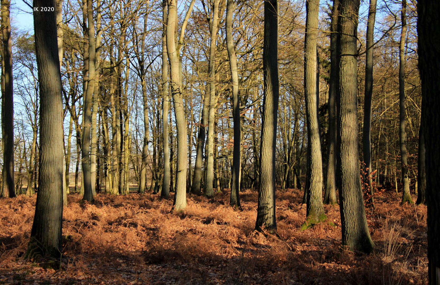 Wald im Sonnenschein