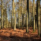 Wald im Sonnenschein