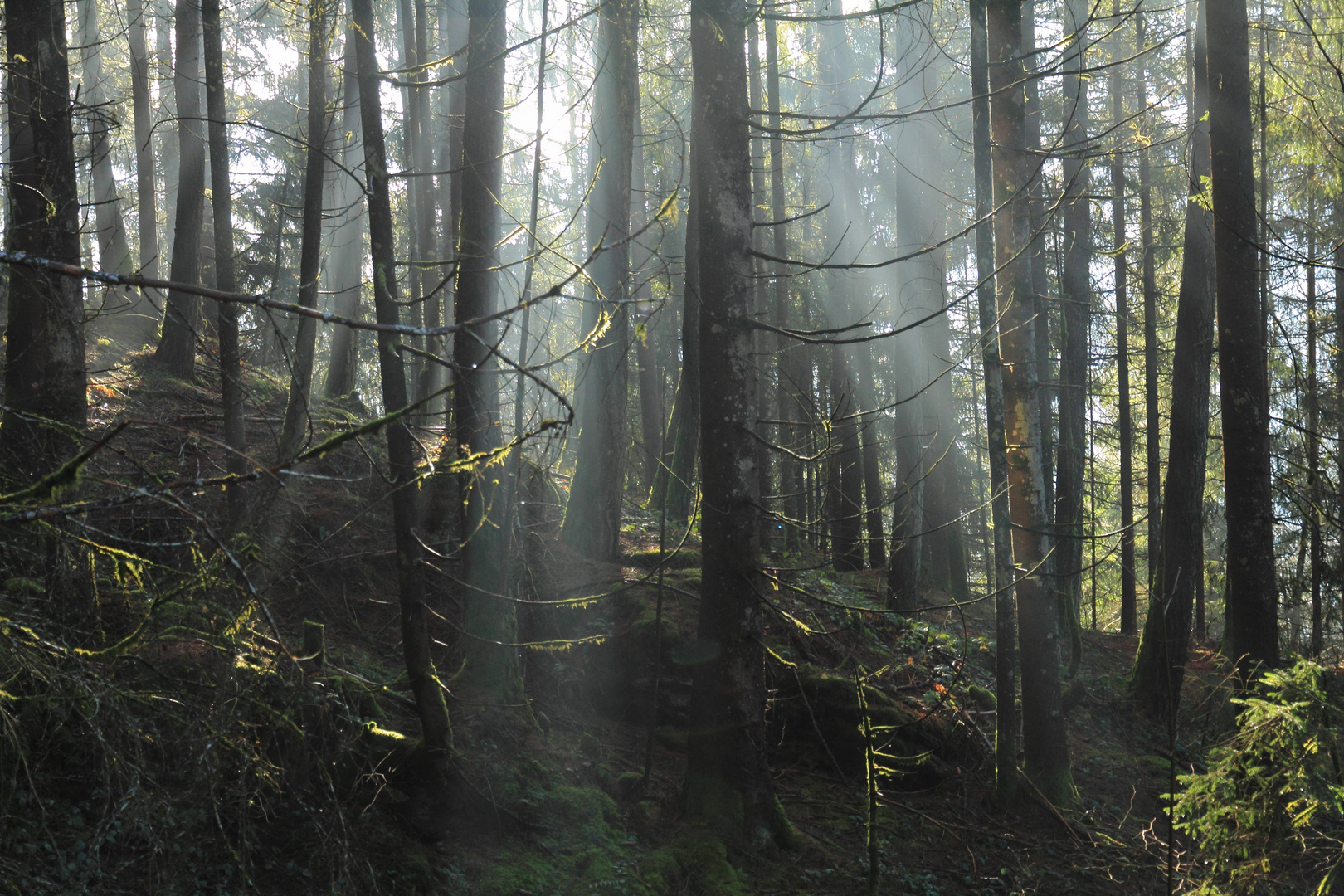 Wald im Sonnenspiel