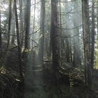 Wald im Sonnenspiel