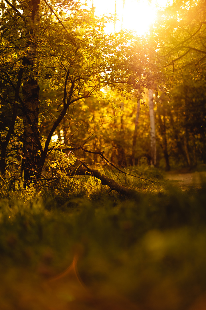 Wald im Sonnenuntergang