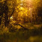 Wald im Sonnenuntergang