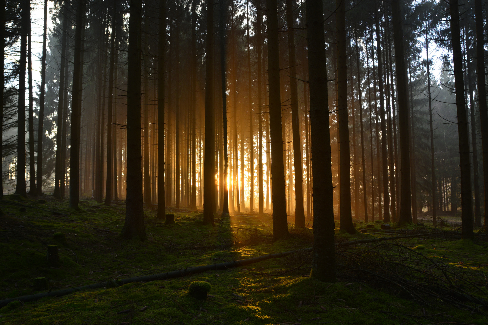 Wald im Sonnenuntergang