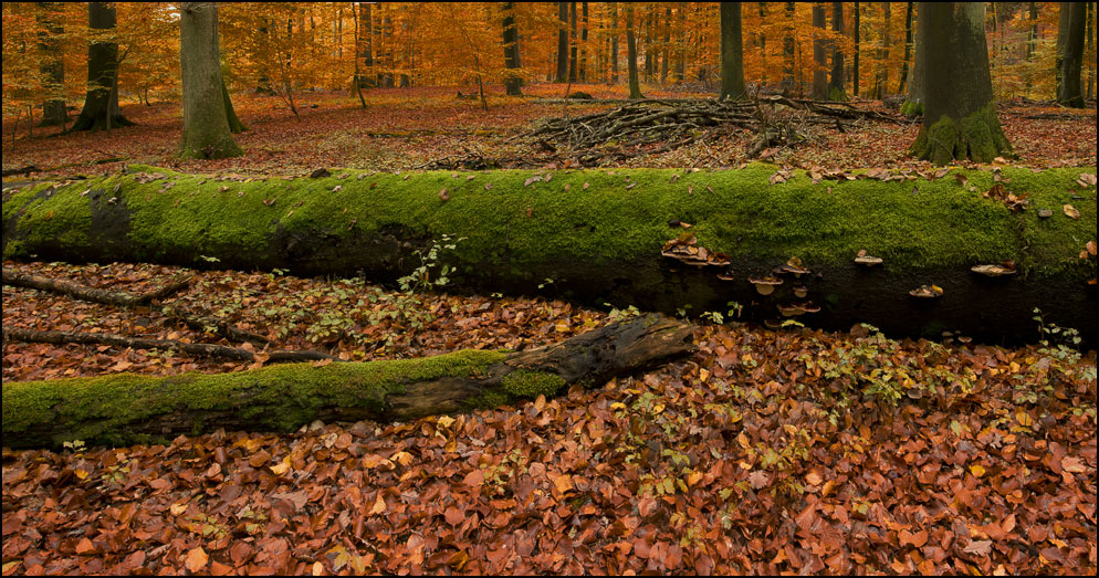 Wald im Sonntagskleid