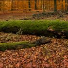 Wald im Sonntagskleid