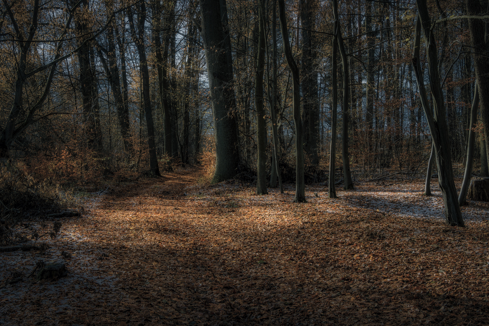 Wald im Spätherbst