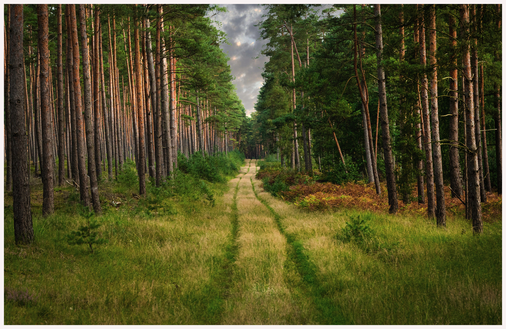 Wald im Spätsommer 1