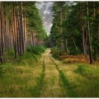 Wald im Spätsommer 1